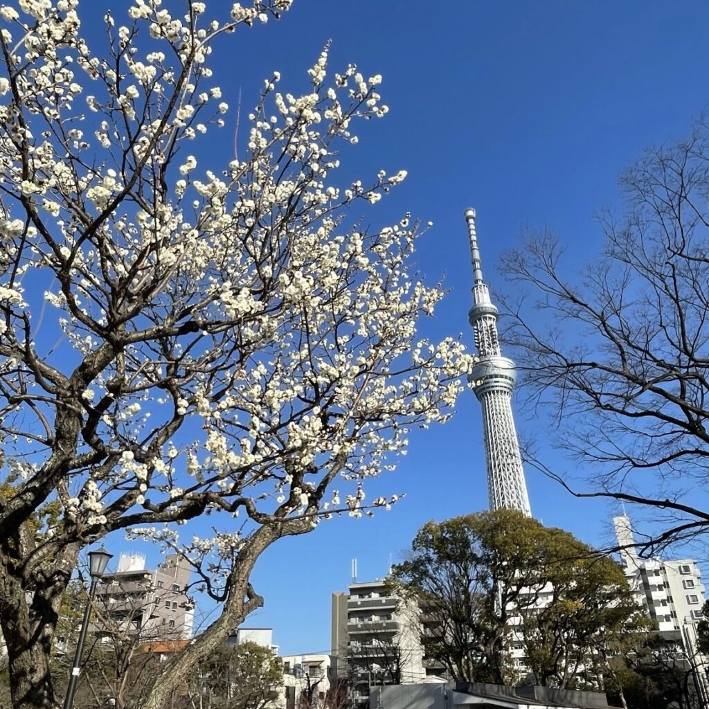 ミズマチ〜スカイツリー